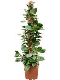 Hoya australis