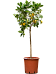 Cheerful Citrus lemon Tall Indoor House Plants Trees