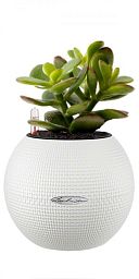 Crassula Ovata Money Plant in LECHUZA-PURO Self-watering Planter, Total Height 30 cm