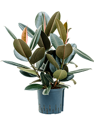 Lush Rubber Plant Ficus elastica 'Abidjan' Indoor House Plants