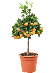 Cheerful Citrus (Citrofortunella) calamondin Tall Indoor House Plants Trees