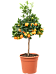 Cheerful Citrus (Citrofortunella) calamondin Tall Indoor House Plants Trees