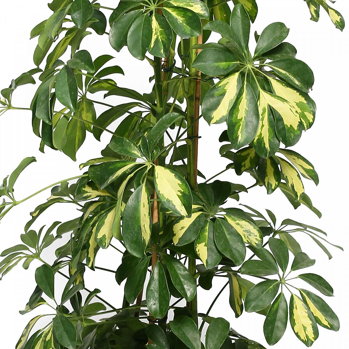 Delicate Umbrella Tree Schefflera arboricola 'Gold Capella' Indoor House Plants
