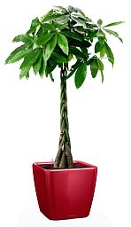 Braided Pachira Aquatica in LECHUZA QUADRO LS Self-watering Planter, Total Height 160 cm