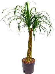 Tropical Ponytail Palm Beaucarnea recurvata Tall Indoor House Plants Trees