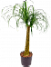 Tropical Ponytail Palm Beaucarnea recurvata Tall Indoor House Plants Trees