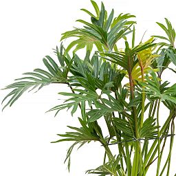 Lush Heart-Leaf Philodendron 'Xantal' Indoor House Plants