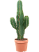 Photogenic Cowboy Cactus Euphorbia ingens Indoor House Plants