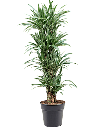 Insta-friendly Dracaena deremensis 'Warneckei' Tall Indoor House Plants Trees