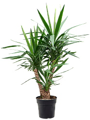 Insta-friendly Spineless Yucca elephantipes Tall Indoor House Plants Trees