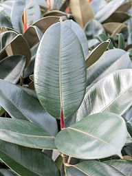 Lush Rubber Plant Ficus elastica 'Abidjan' Indoor House Plants