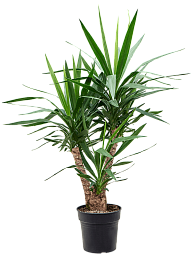 Insta-friendly Spineless Yucca elephantipes Tall Indoor House Plants Trees
