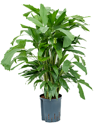 Lush Fishtail Palm Caryota mitis (650-725) Indoor House Plants