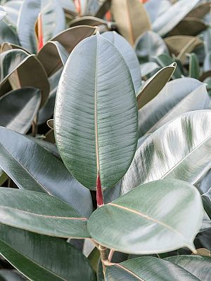 Lush Rubber Plant Ficus elastica 'Abidjan' Indoor House Plants