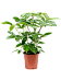 Cheerful Umbrella Tree Schefflera actinophylla 'Amate' Indoor House Plants