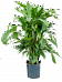 Lush Fishtail Palm Caryota mitis Indoor House Plants