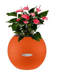 Blooming Anthurium Flamingo in LECHUZA-PURO Self-watering Planter, Total Height 40 cm