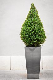 Photogenic Boxwood Buxus pyramid (Buxus Sempervirens)