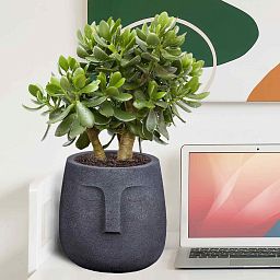 IDEALIST Lite Textured Concrete Effect Oval Indoor Face Pot