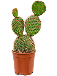 Colorful Prickly Pear Cactus Opuntia pycnacantha Indoor House Plants