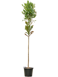 Stenocarpus sinuatus