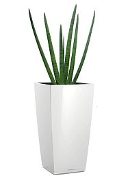 Sansevieria Micado in LECHUZA CUBICO Self-watering Planter, Total Height 60 cm