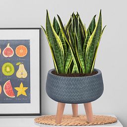 IDEALIST Lite Plaited Style Bowl Planter on Legs, Round Pot Plant Stand Indoor