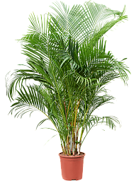 Lush Areca Palm Dypsis (Areca) lutescens Indoor House Plants