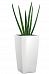 Sansevieria Micado in LECHUZA CUBICO Self-watering Planter, Total Height 60 cm