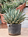 Easy-Care Agave ferdinandi 'Regis' Indoor House Plants