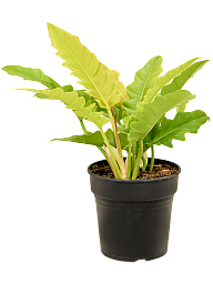 Lush Heart-Leaf Philodendron 'Ring Of Fire Gold' Indoor House Plants