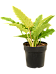 Lush Heart-Leaf Philodendron 'Ring Of Fire Gold' Indoor House Plants