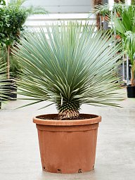 Photogenic Beaked Blue Yucca rostrata (170-200) Indoor House Plants