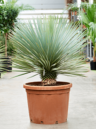 Photogenic Beaked Blue Yucca rostrata (170-200) Indoor House Plants