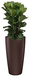 Ficus Lyrata in LECHUZA RONDO Self-watering Planter, Total Height 160 cm