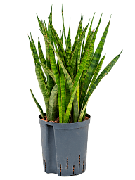 Easy-Care Snake Plant Sansevieria kirkii Indoor House Plants
