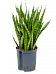 Easy-Care Snake Plant Sansevieria kirkii Indoor House Plants