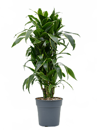 Vibrant Corn Plant Dracaena fragrans 'Arturo' Tall Indoor House Plants Trees