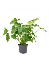 Lush Split-Leaf Philodendron bipinnatifidum 'Shangri-La' Indoor House Plants
