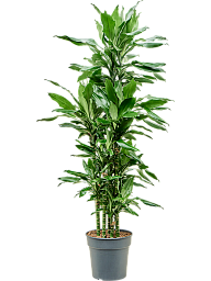 Vibrant Corn Plant Dracaena fragrans 'Burundii' Tall Indoor House Plants Trees