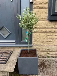 Olive Tree | Olea europea