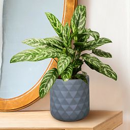IDEALIST Lite Diamond Style Indoor Hanging Planter