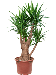 Insta-friendly Spineless Yucca elephantipes Tall Indoor House Plants Trees