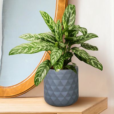 IDEALIST Lite Diamond Style Indoor Hanging Planter