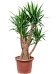 Insta-friendly Spineless Yucca elephantipes Tall Indoor House Plants Trees