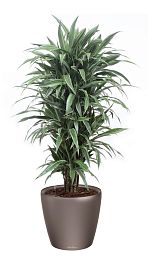 Dracaena Fragrans Warneckii in LECHUZA CLASSICO LS Self-watering Planter, Total Height 160 cm