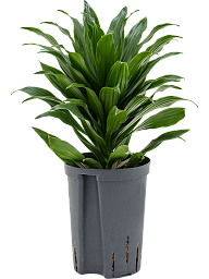 Easy-Care Corn Plant Dracaena fragrans 'Compacta' Indoor House Plants