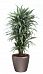 Dracaena Fragrans Warneckii in LECHUZA CLASSICO LS Self-watering Planter, Total Height 160 cm