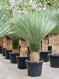 Photogenic Beaked Blue Yucca rostrata (170-200) Indoor House Plants
