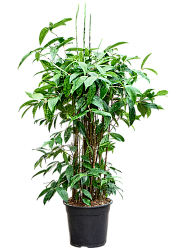 Easy-Care Spotted Gold Dust Dracaena surculosa (140-170) Indoor House Plants